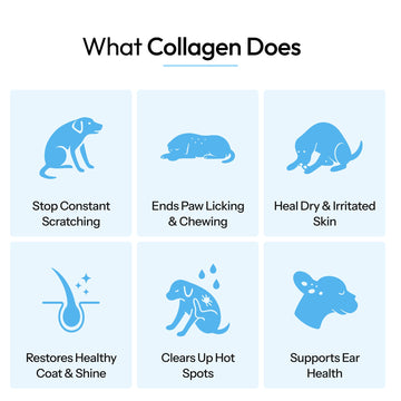 Six ways liquid collagen supports dog skin and coat comfort