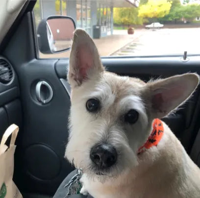 Haley's cream-coloured terrier riding in the car