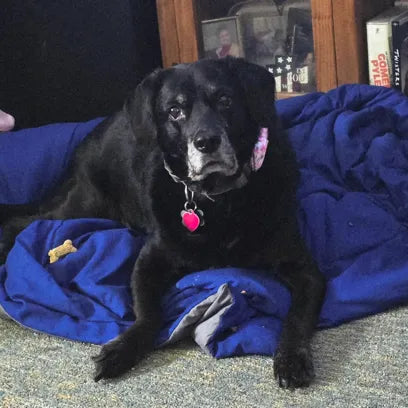 Michelle's senior black Labrador resting on a blue dog bed